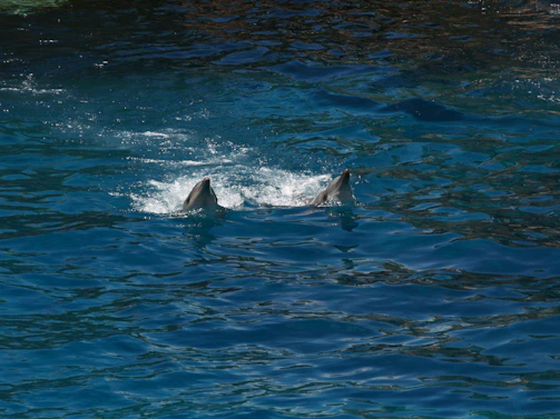 Close-up of wild dolphins breaking the water surface near Candolim beach under a soft morning light.
