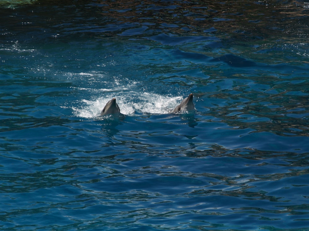 black and white dolphin in water