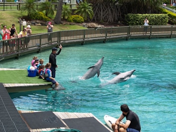 Dolphins are performing in a pool, with trainers and a group of children sitting on a platform. Spectators are standing behind a fence, watching and taking photos. The setting is an outdoor marine park with palm trees and greenery in the background.