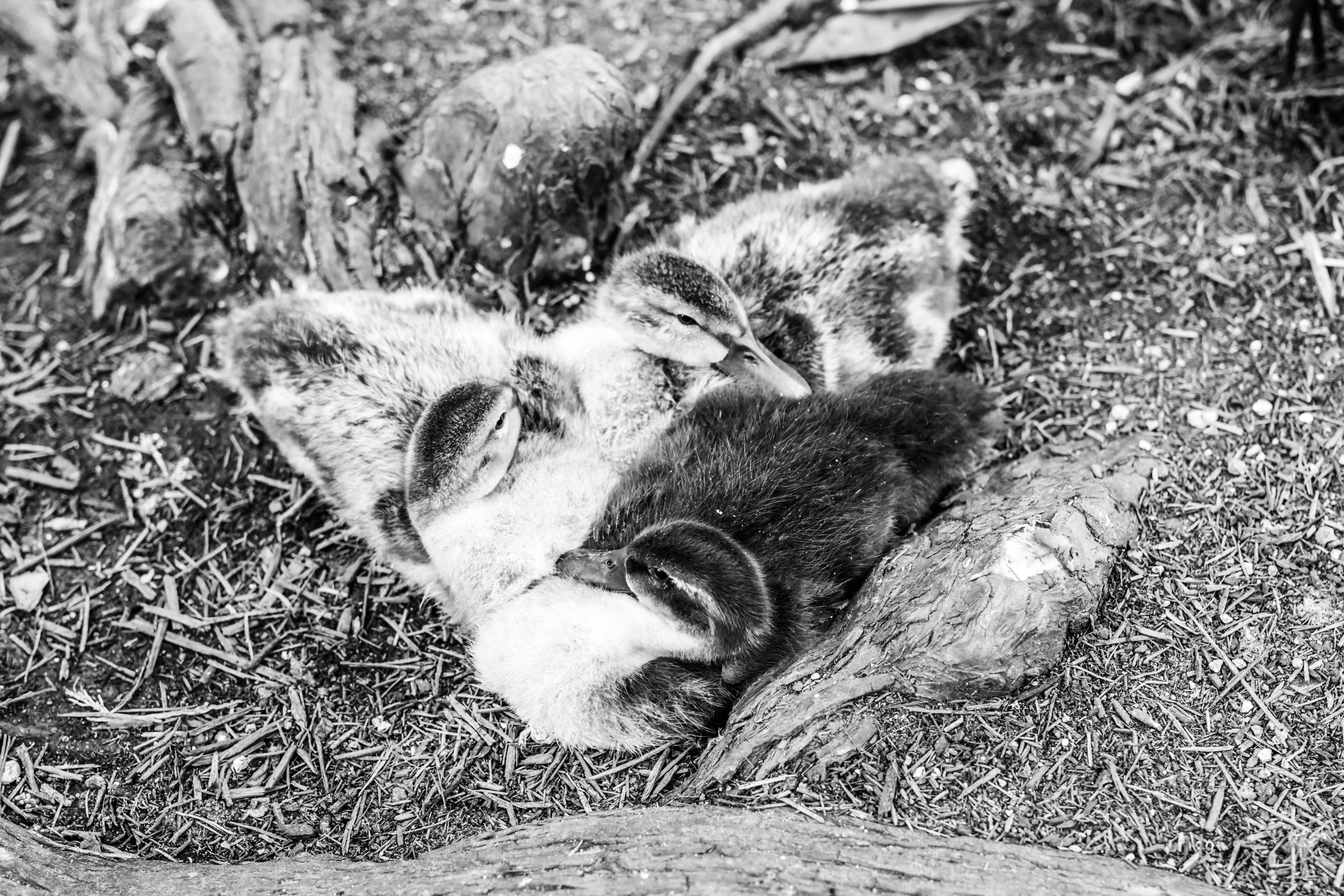 grayscale photo of cat lying on grass