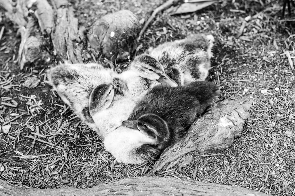 grayscale photo of cat lying on grass