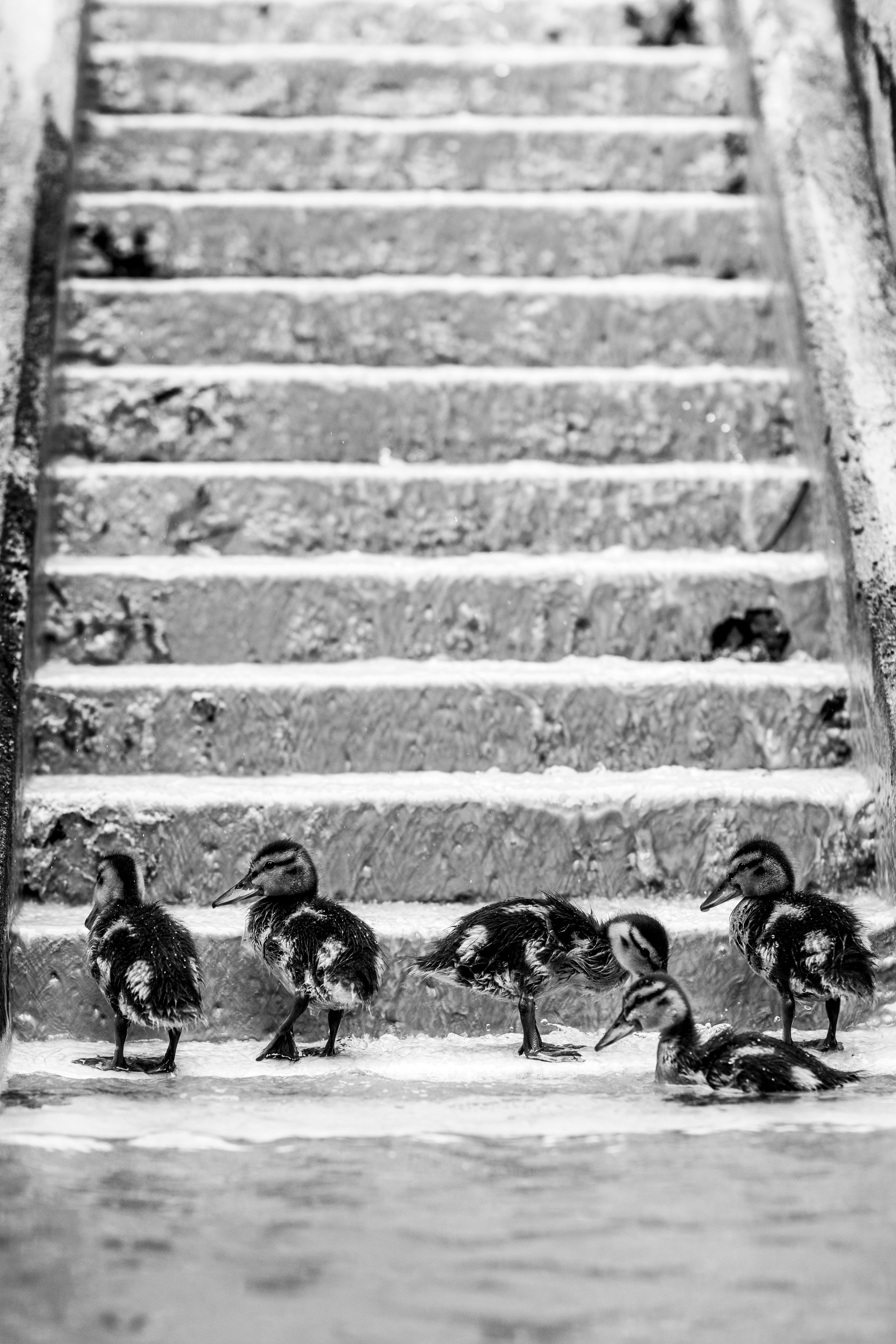 flock of birds on concrete wall