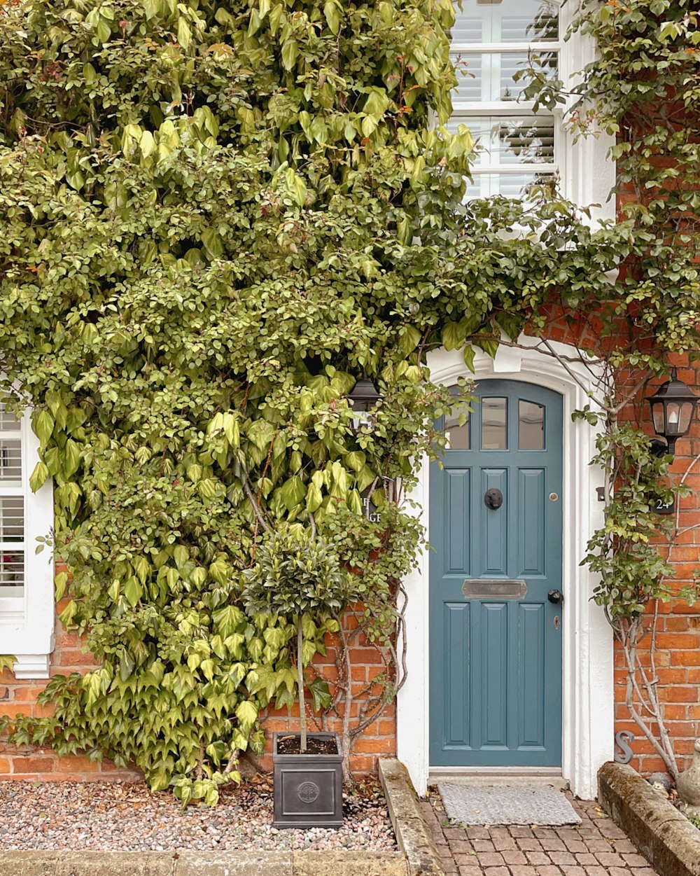 green plant beside blue wooden door