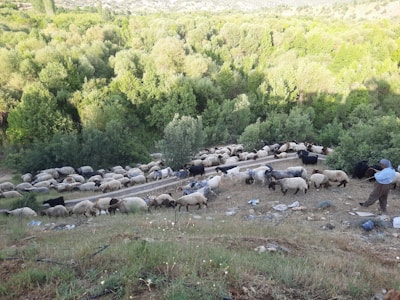 A large flock of sheep and some goats are grazing on a grassy hillside, with a lush green forest in the background. A shepherd stands to the right, overseeing the animals.