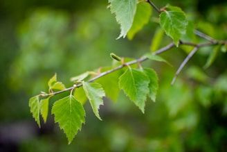 natuurlijke supplementen voor hart en bloedvaten, berk