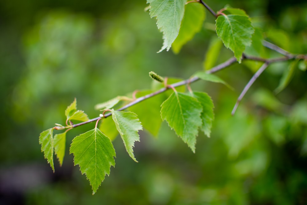 plante à feuilles vertes en photographie en gros plan