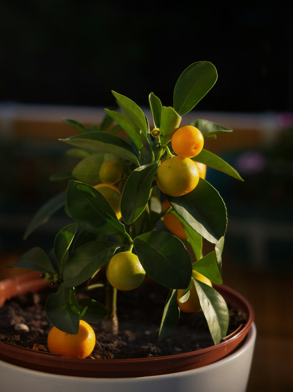 yellow round fruit on brown plant pot