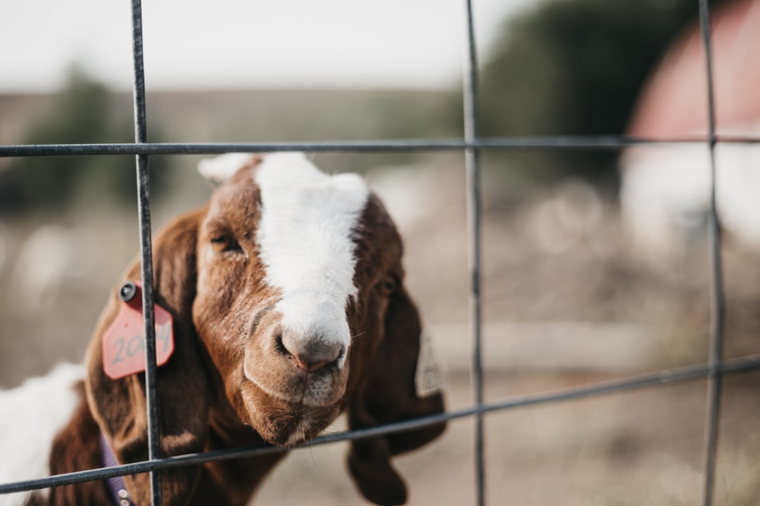 brown and white cow in cage