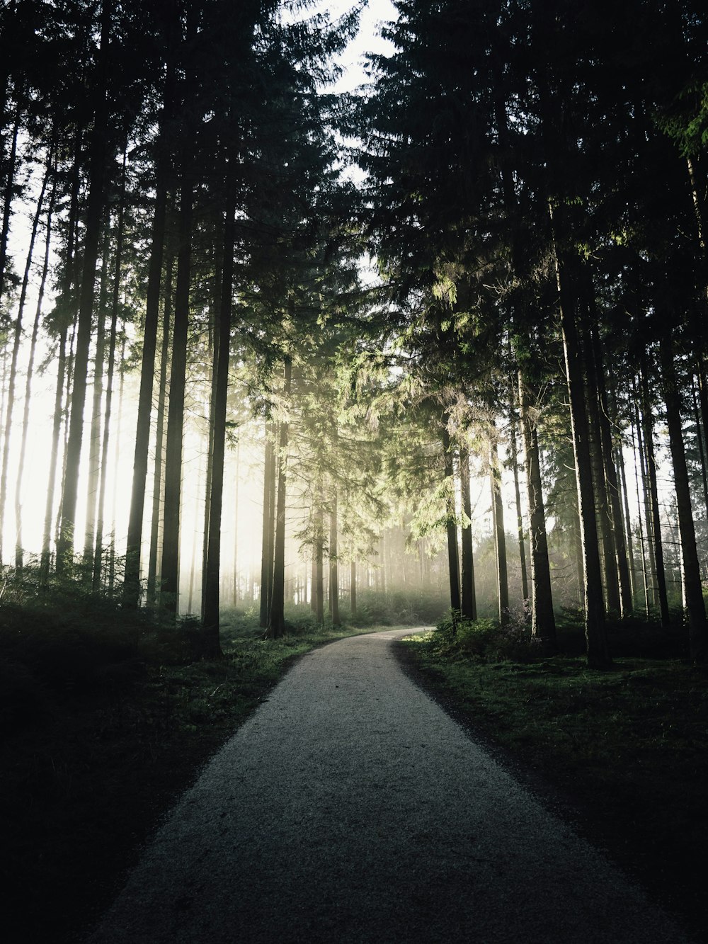 gray pathway between green trees during daytime