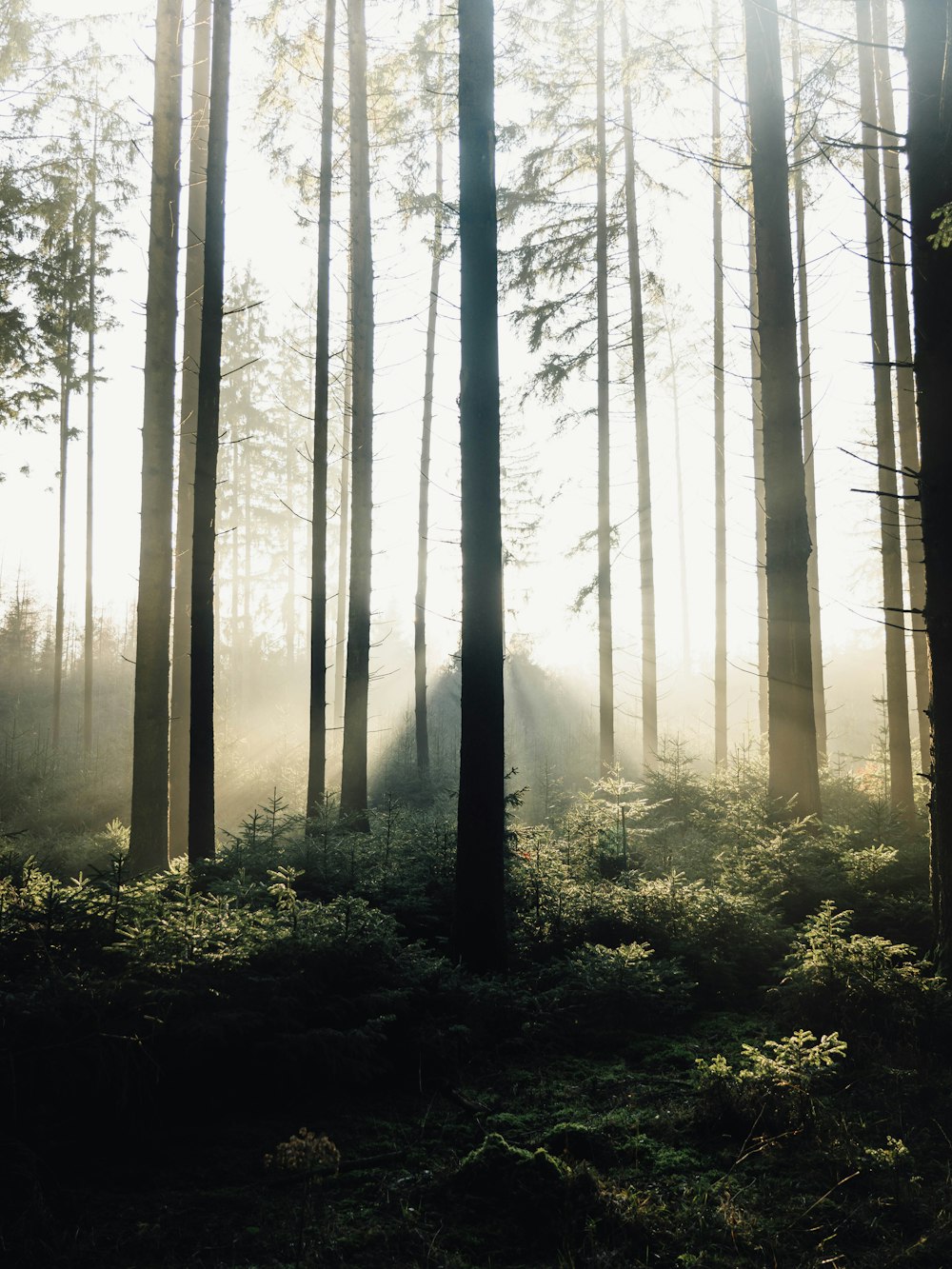 brown trees on forest during daytime