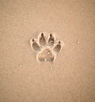 brown sand with heart shaped sand