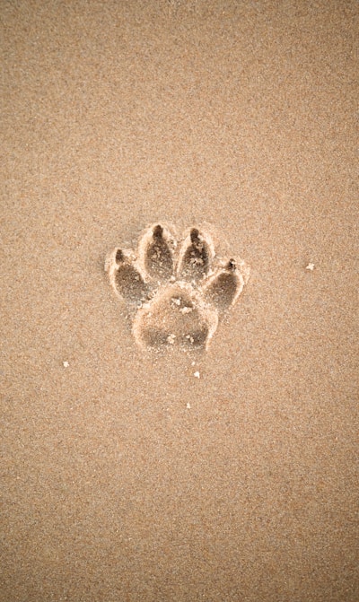 brown sand with heart shaped sand