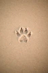 brown sand with heart shaped sand