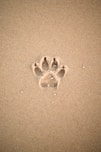 brown sand with heart shaped sand