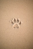 brown sand with heart shaped sand