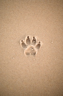 brown sand with heart shaped sand