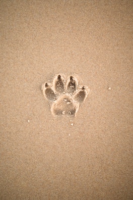brown sand with heart shaped sand