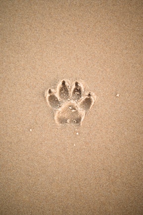 brown sand with heart shaped sand