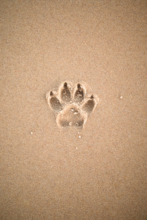 brown sand with heart shaped sand