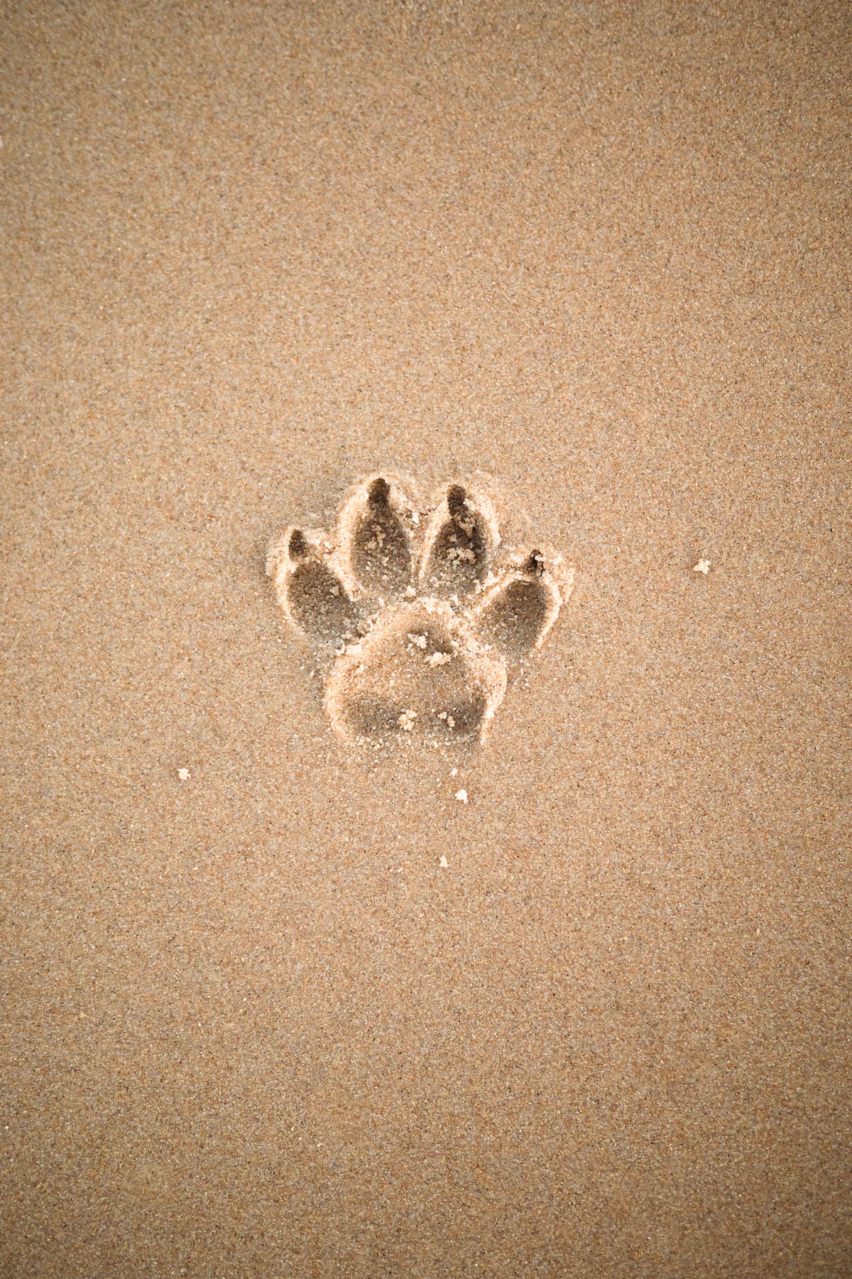 Close-up of a dog's paw and nails — dog nail quick anatomy