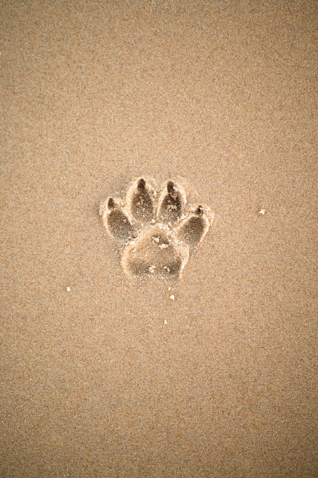 brown sand with heart shaped sand