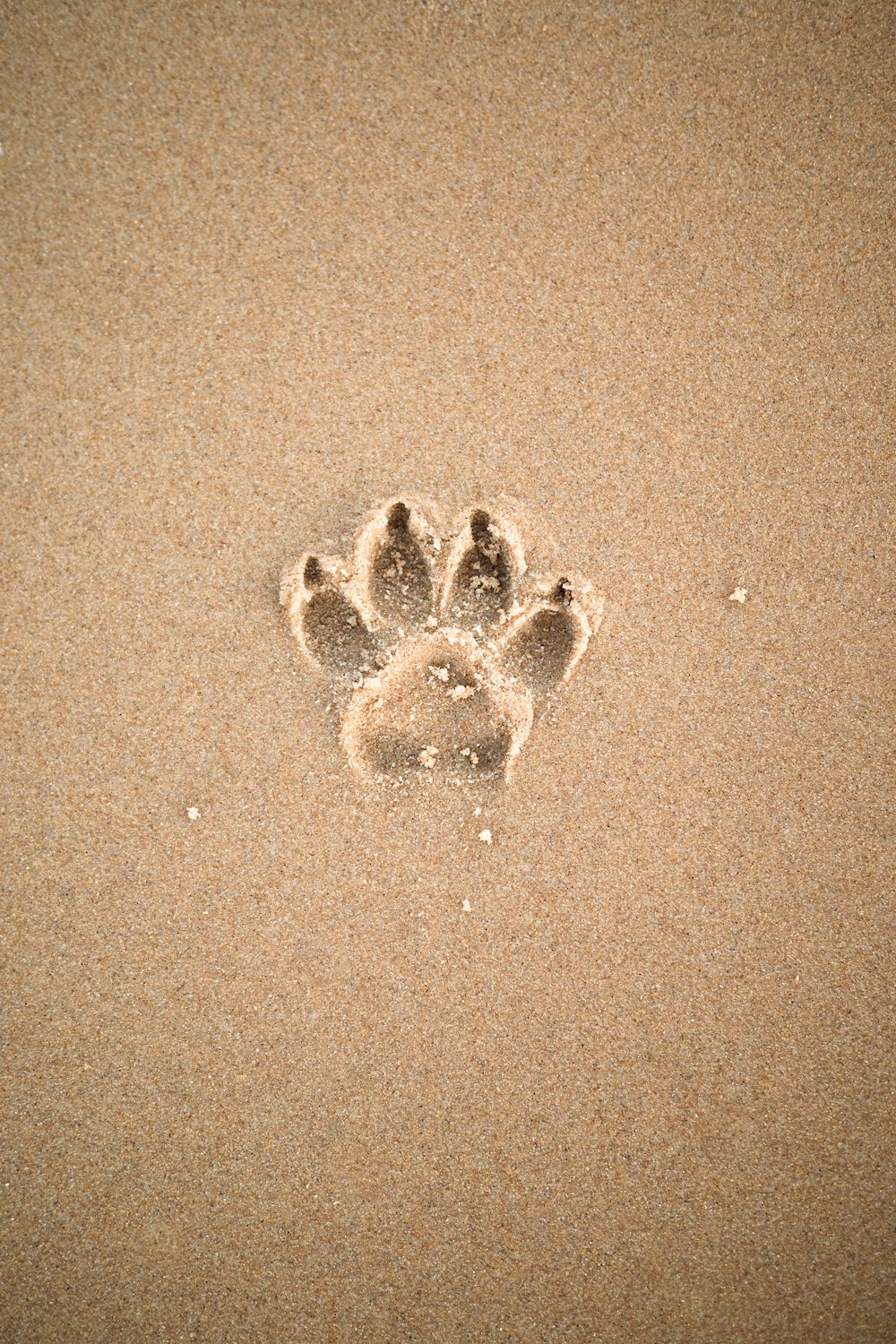 sable brun avec sable en forme de cœur