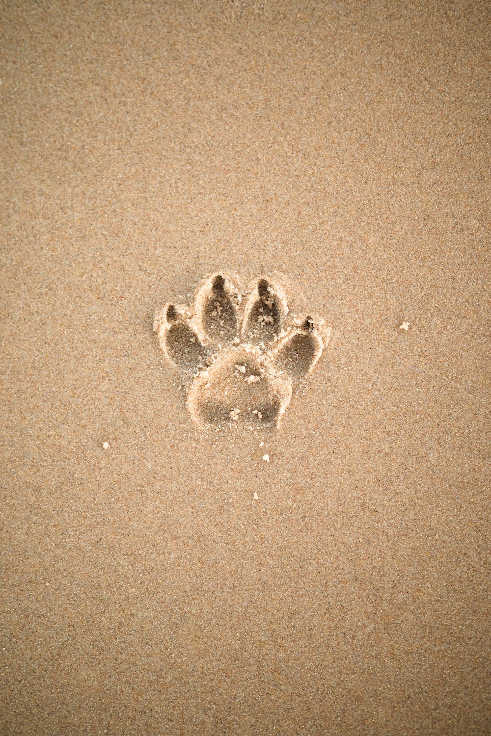 하트 모양의 모래가 있는 갈색 모래