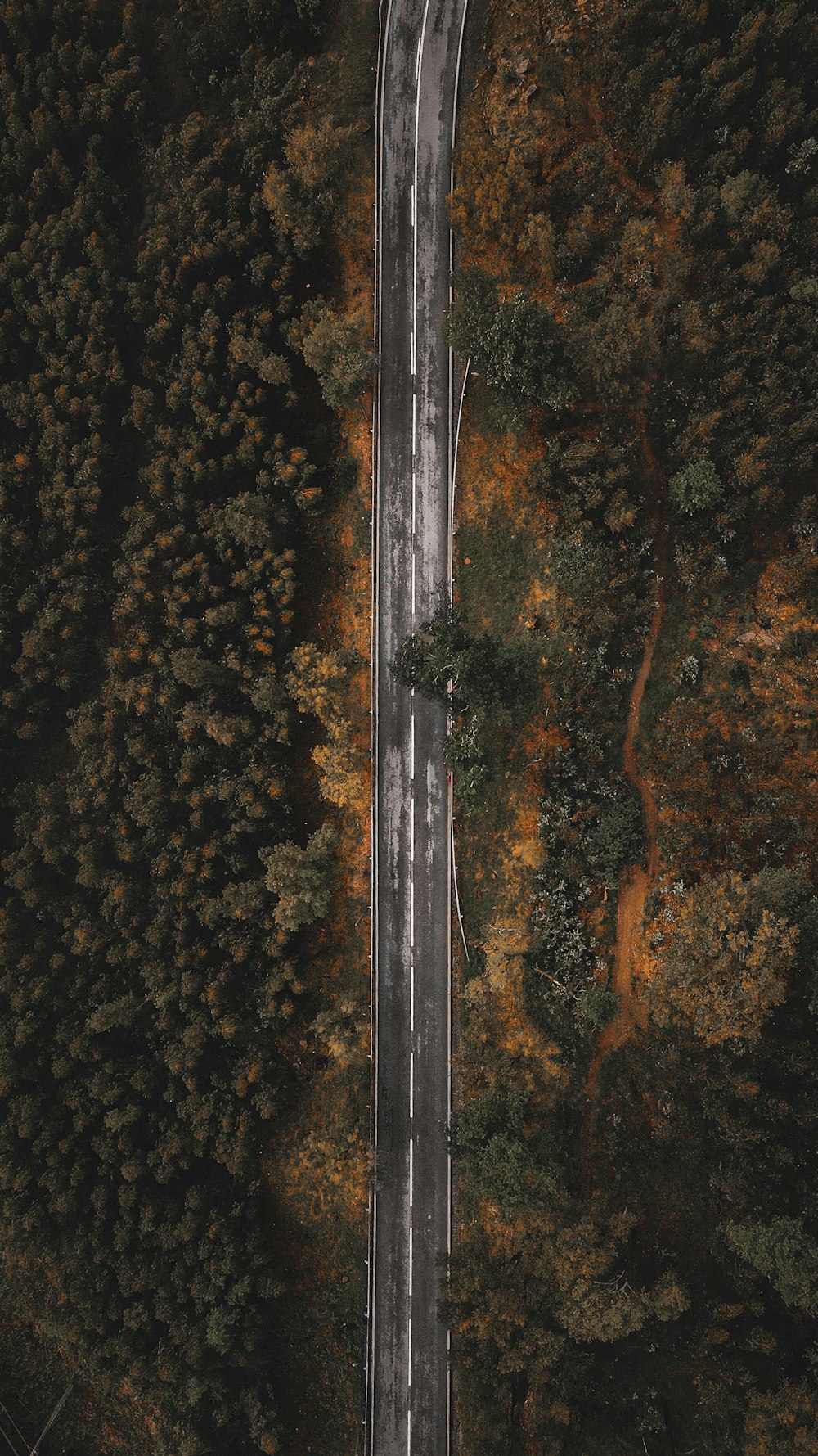 aerial view of road between trees