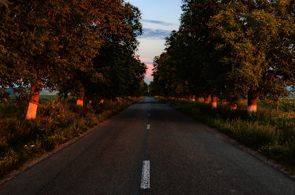 gray concrete road between trees during daytime