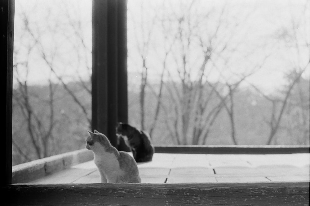 Foto in scala di grigi del gatto sulla finestra