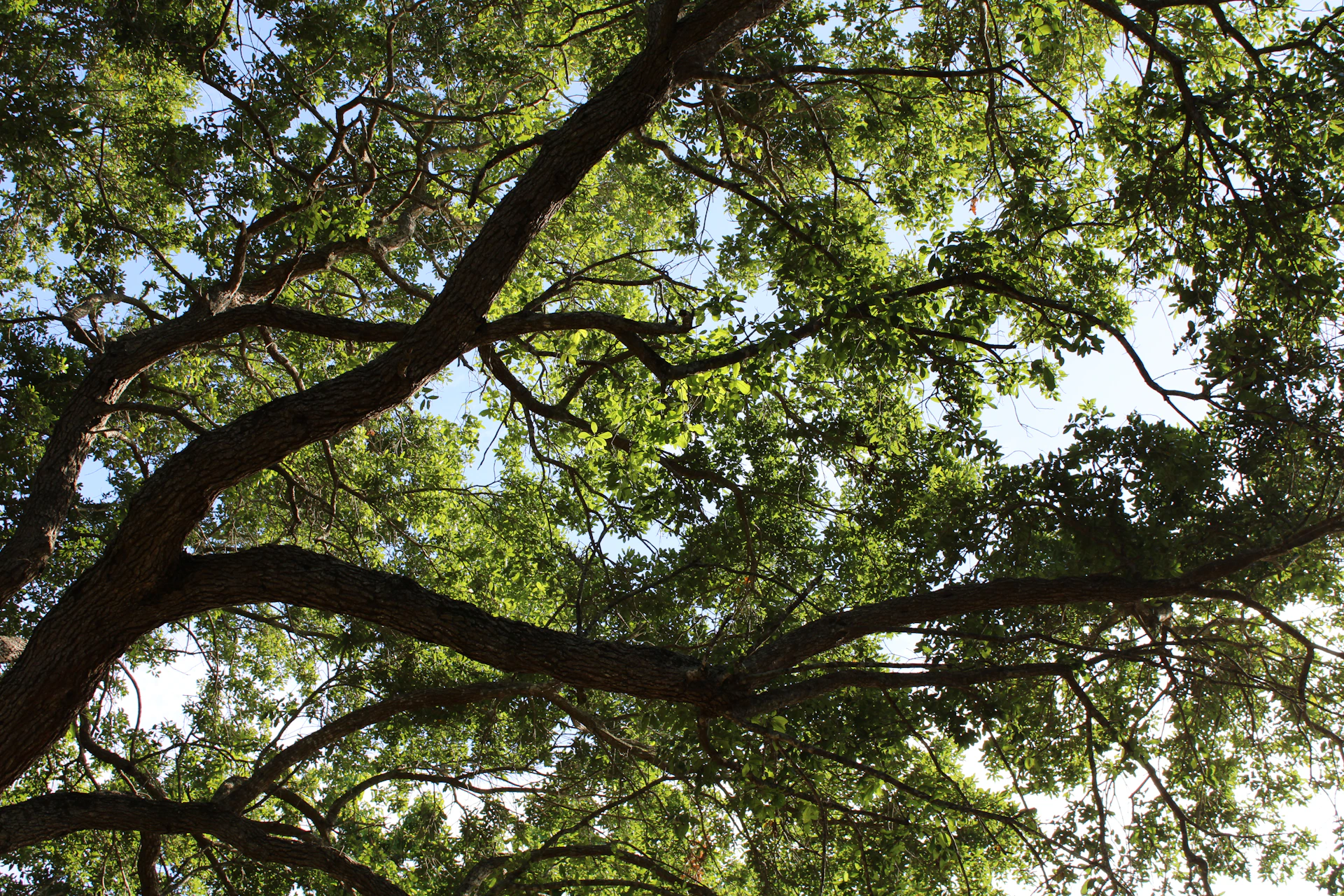 green and brown tree during daytime