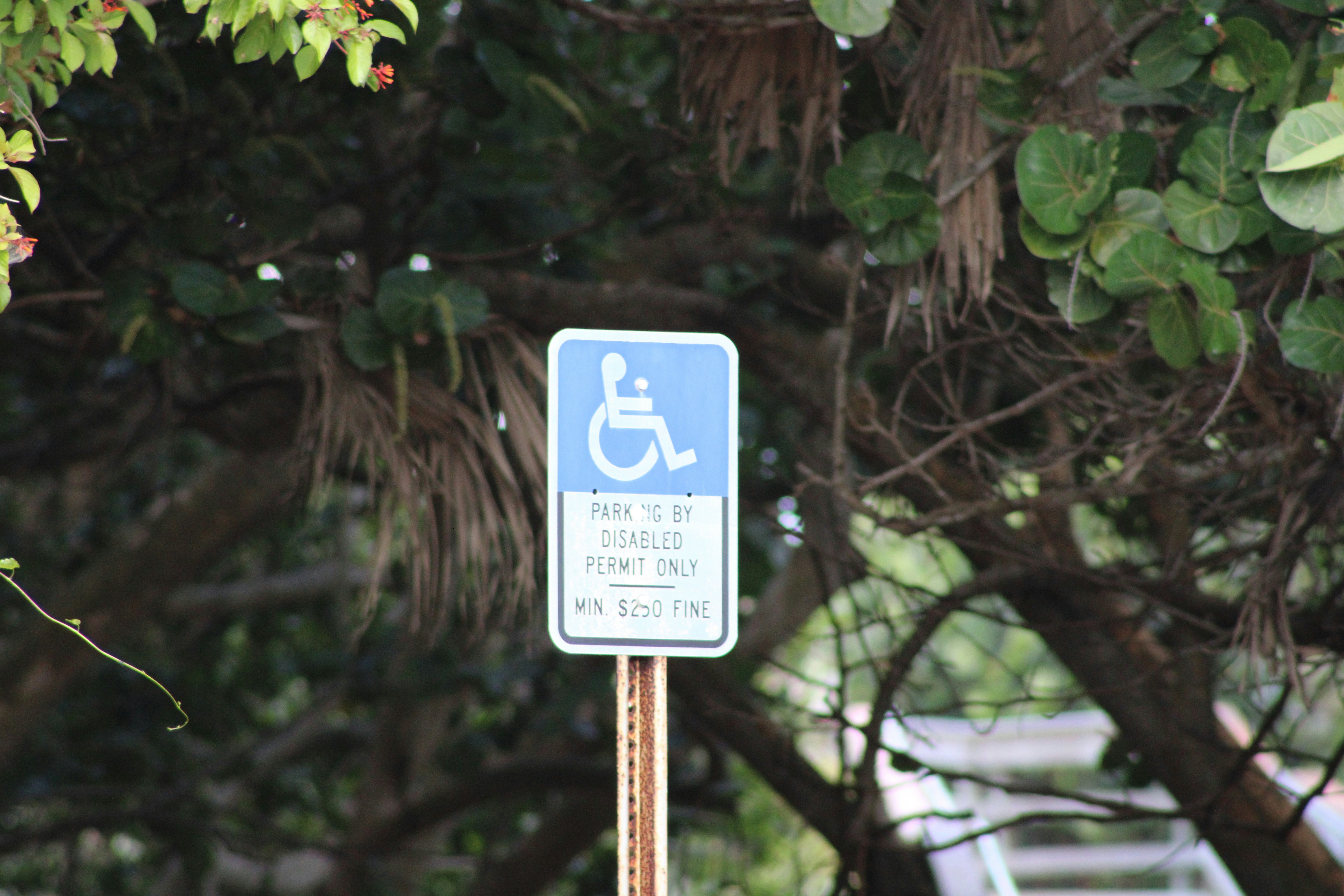 a blue and white handicap parking sign next to a tree