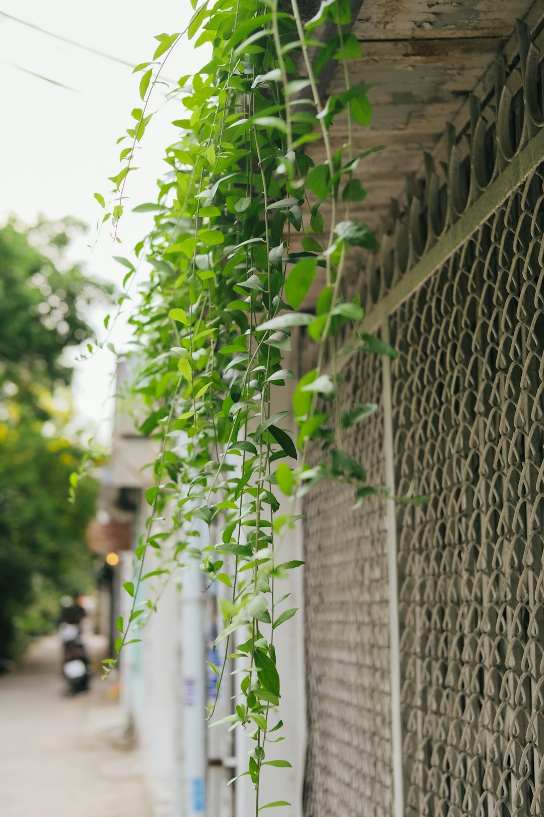 green vine plant on gray metal fence