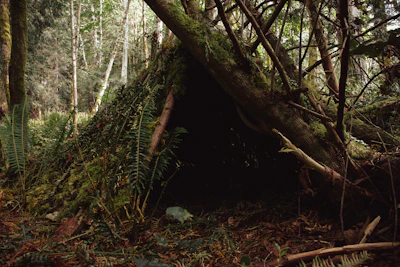 Participants practicing shelter building with natural materials in the woods.