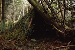 A makeshift shelter built from natural materials in a dense forest.