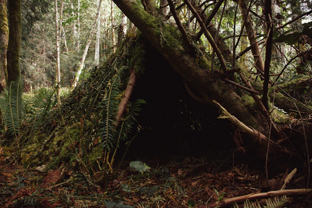 A sturdy olive drab emergency shelter pitched in a forest clearing at dawn.