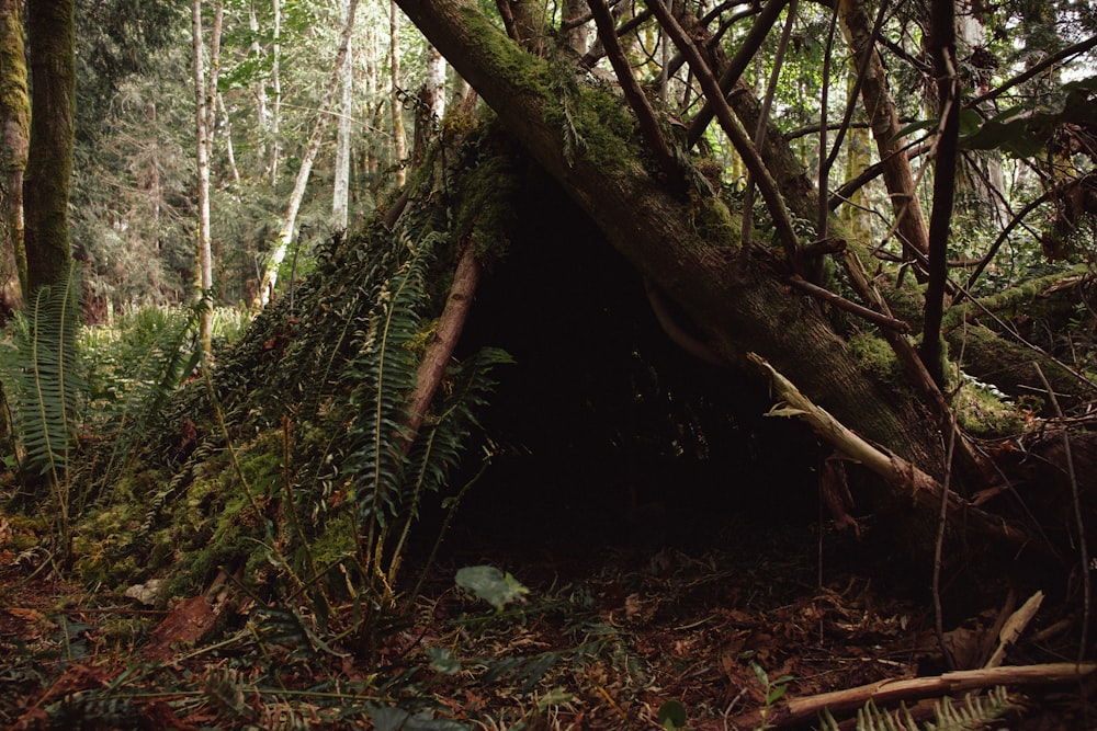 tronco marrom da árvore na floresta durante o dia