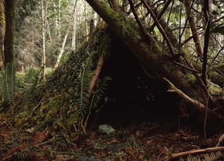 brown tree trunk in forest during daytime