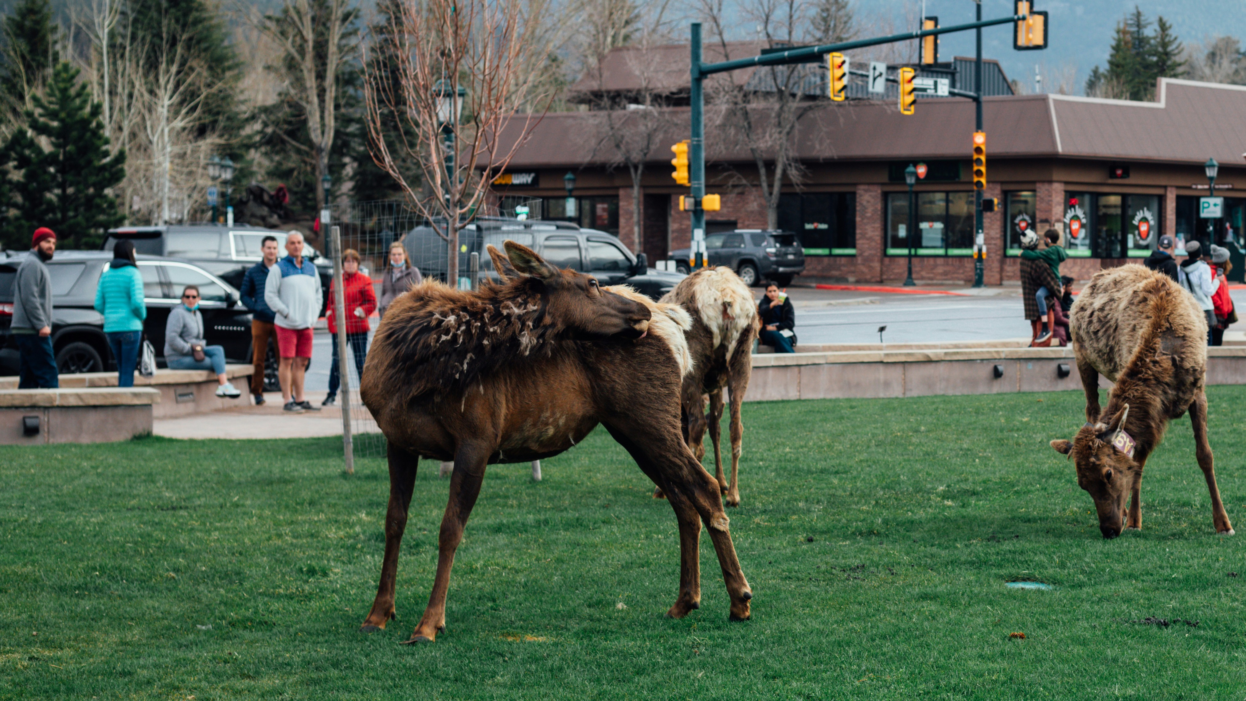 brown horse on green grass field during daytime