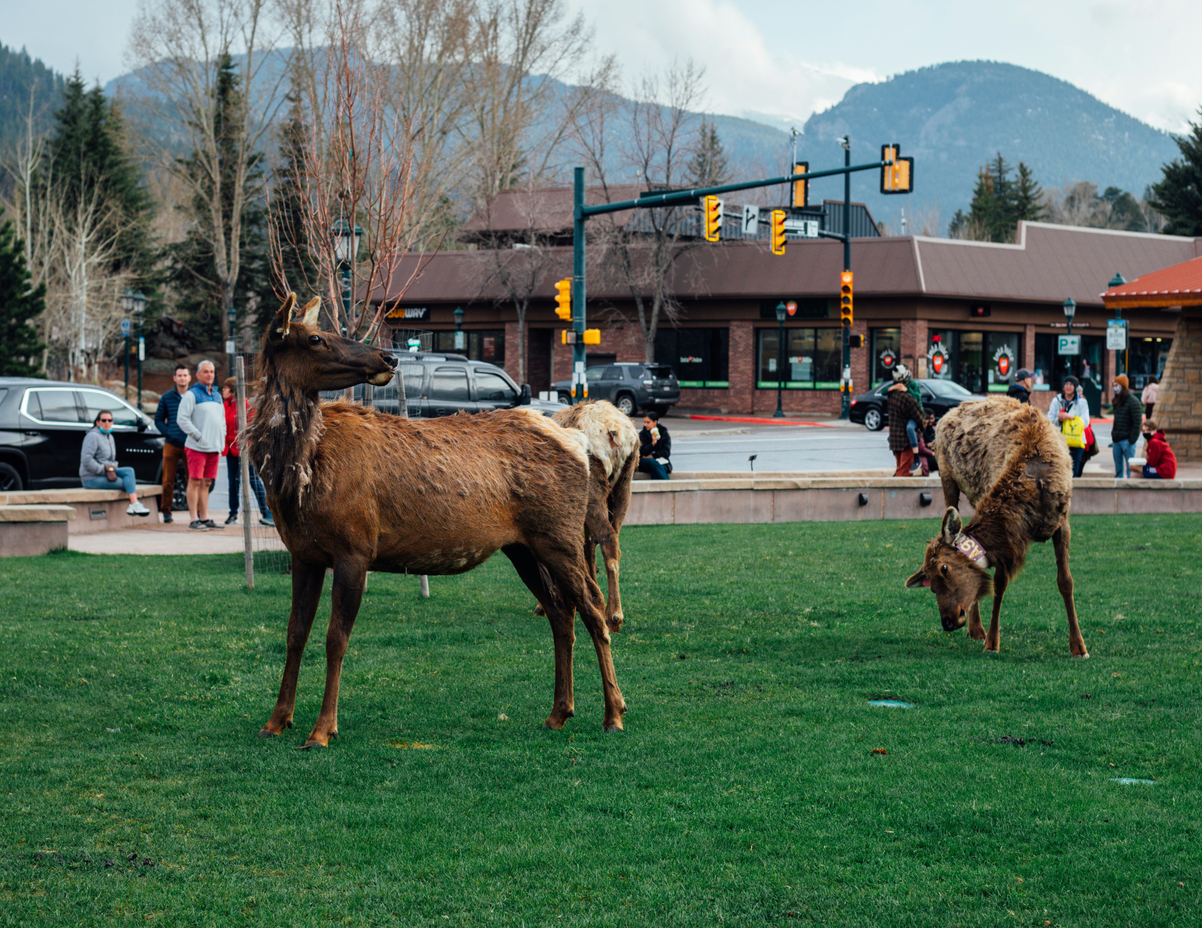 brown horse on green grass field during daytime