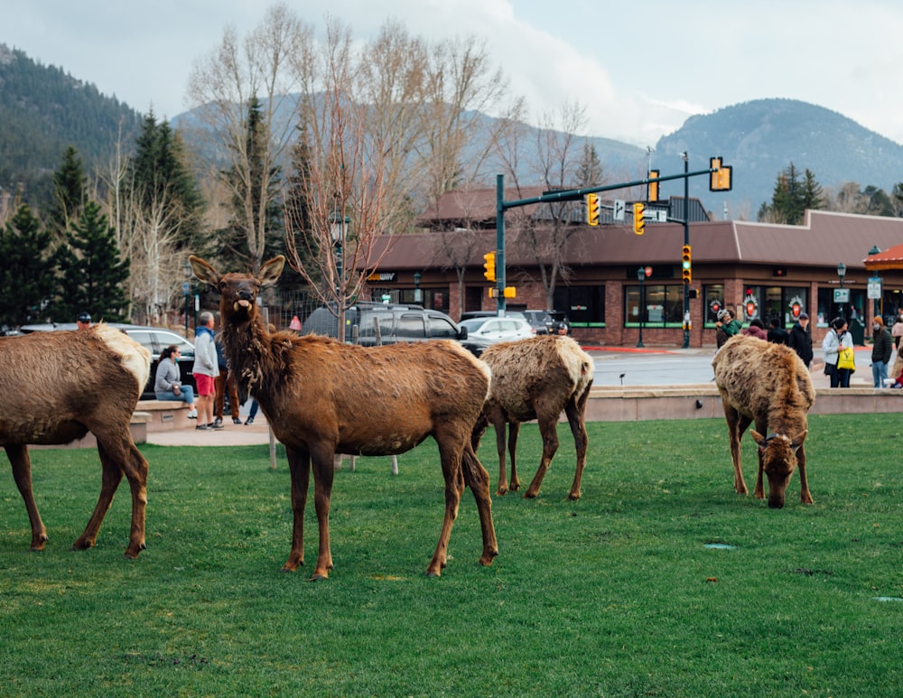 herd of horses on green grass field during daytime