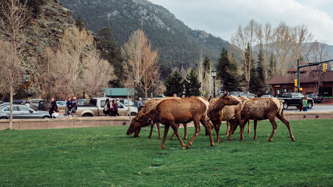 herd of cow on green grass field during daytime