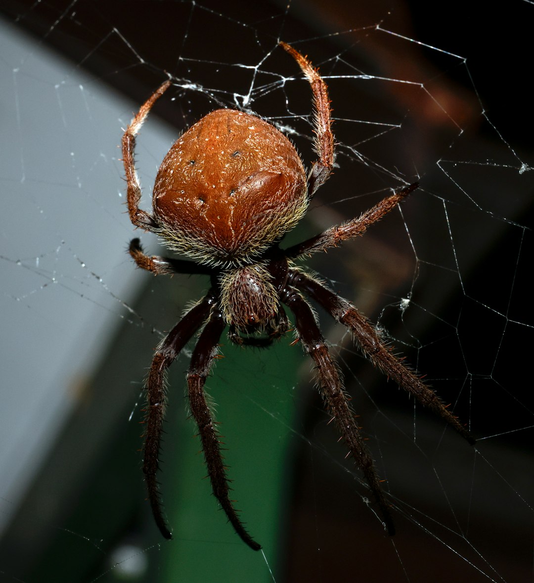 brown spider on web in close up photography