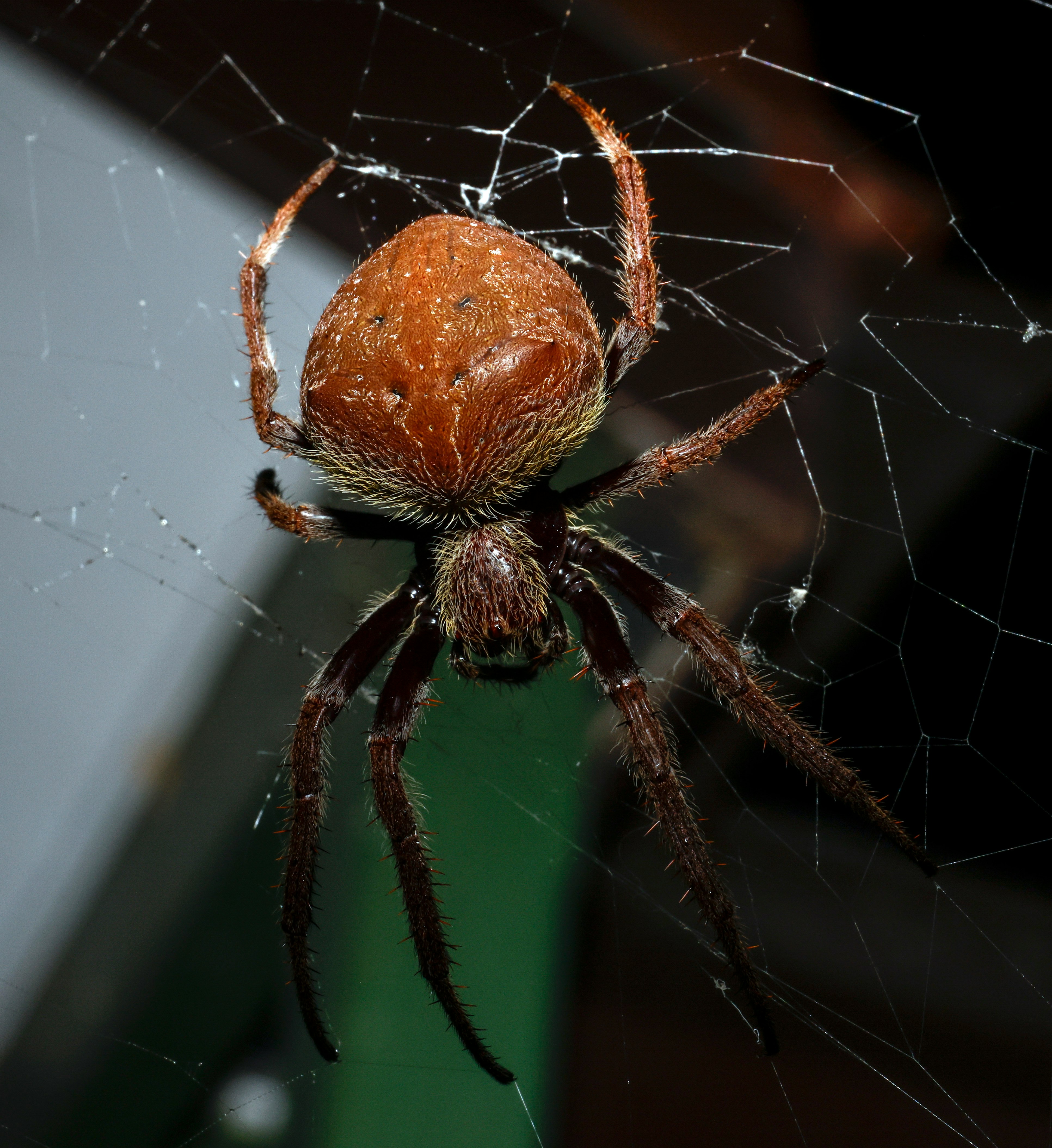 brown spider on web in close up photography