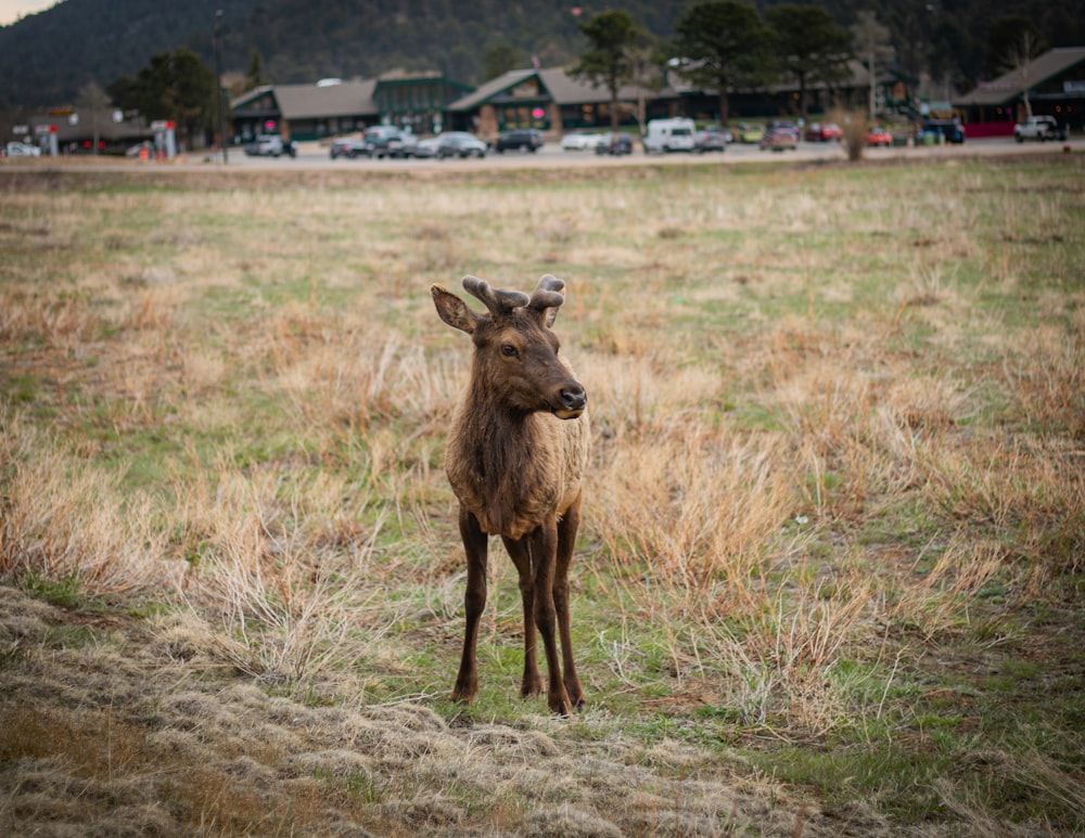 brown deer on brown grass field during daytime