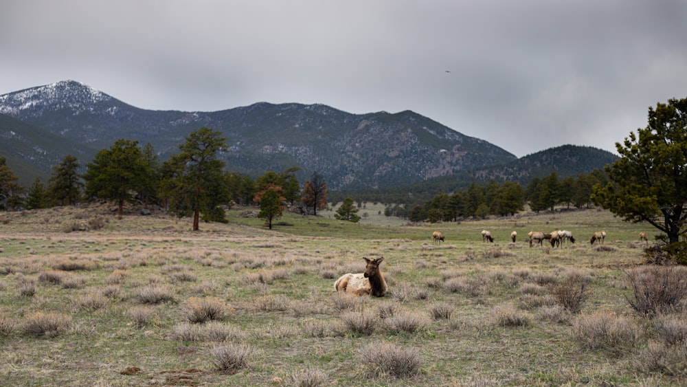 brown horse on brown grass field during daytime