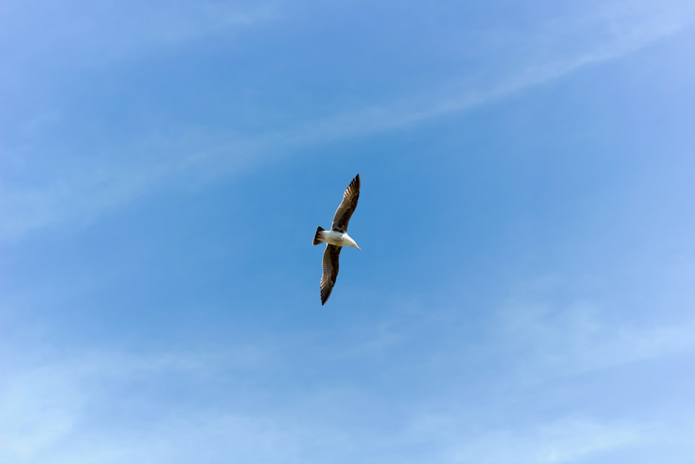 white and black bird flying under blue sky during daytime