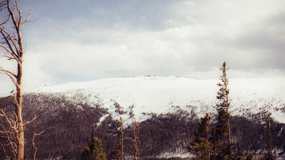 green trees on snow covered ground during daytime