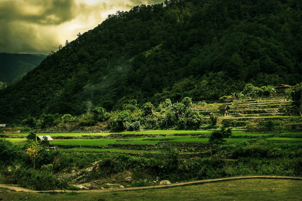 green grass field near green trees under white clouds during daytime