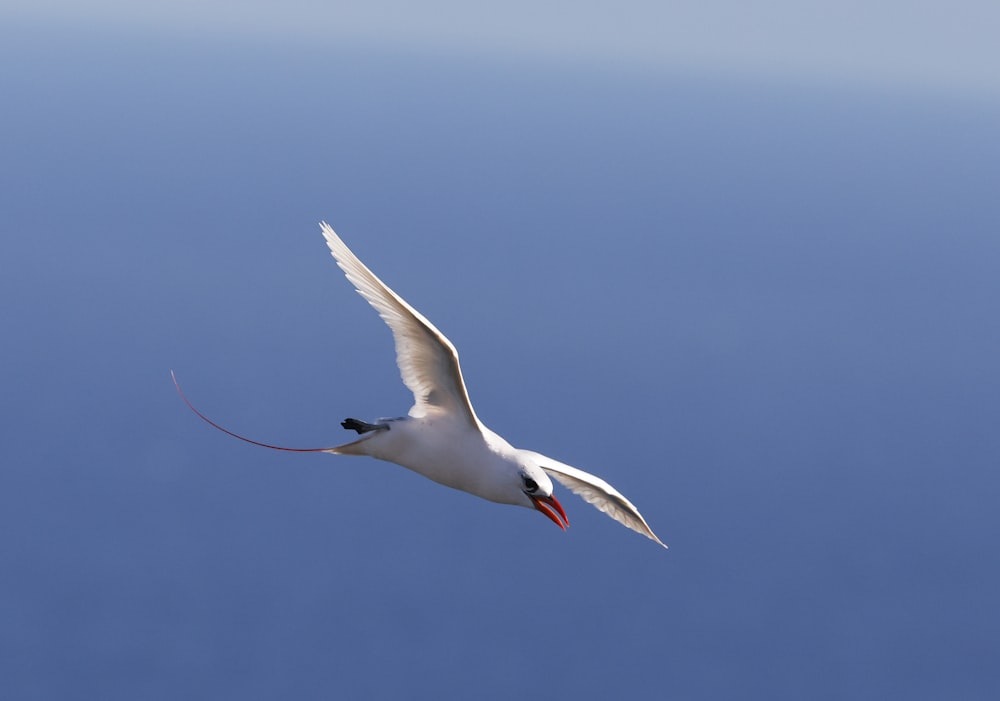 white bird flying under blue sky during daytime